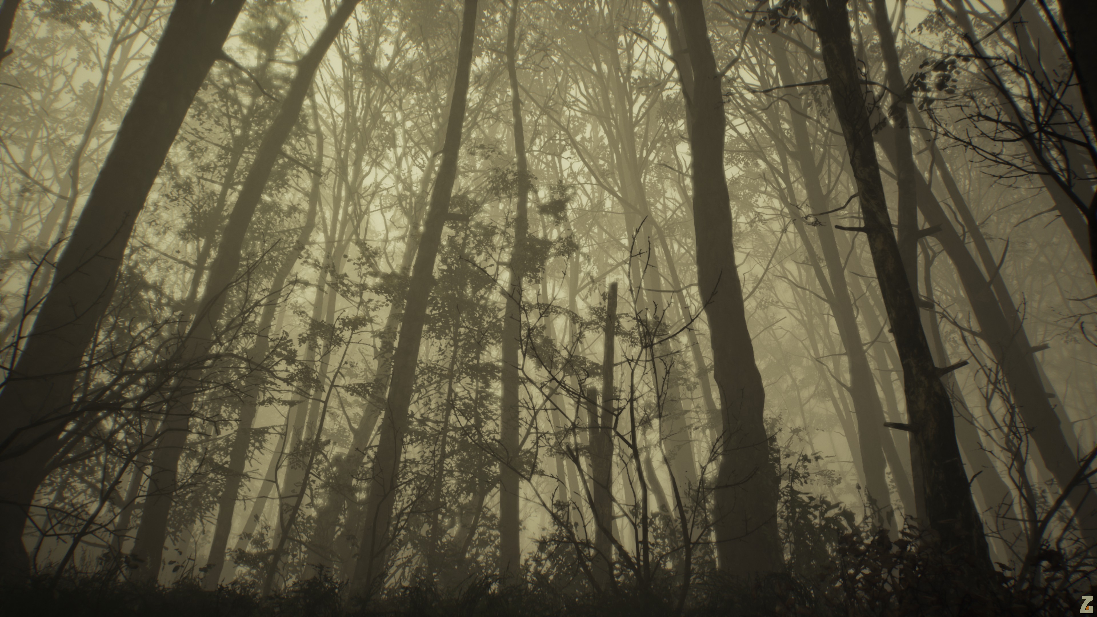 The woods collection dark. Atmospheric Black Metal лес. Лес и Blair Witch. Темный лес. Темный лес и светлый лес.